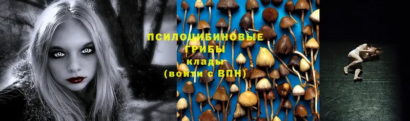 Галлюциногенные грибы Psilocybe  Мурино 